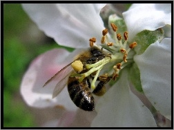 Pszczoła, Kwiat, Wiśni