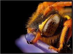 Oko, Pszczoły